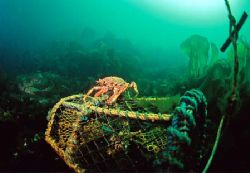 Spider crab on lobster pot.
Friar Island, Connemara.
F9... by Mark Thomas 